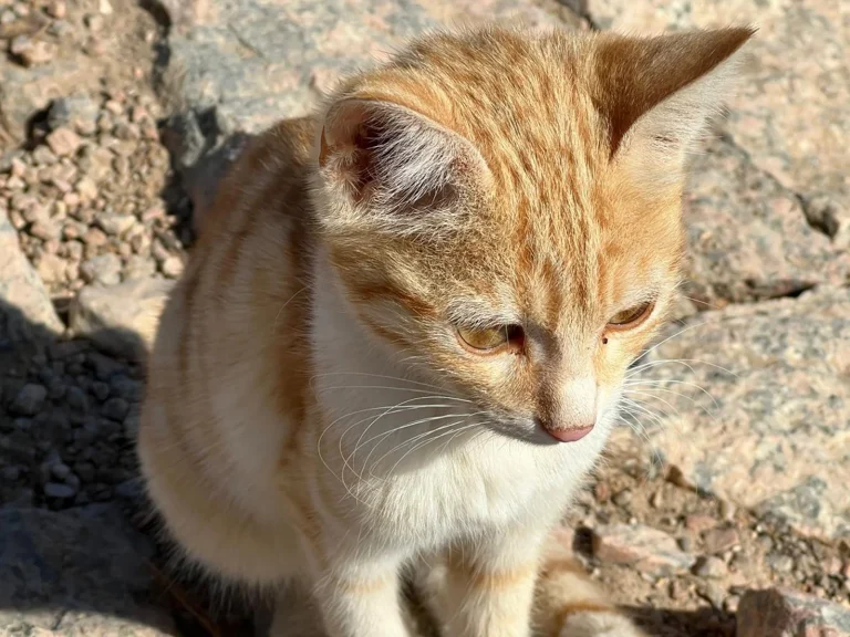 cat